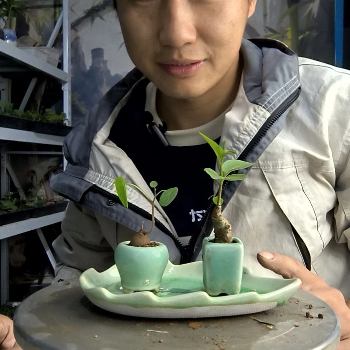 华****s小盆景小植物一物一拍146