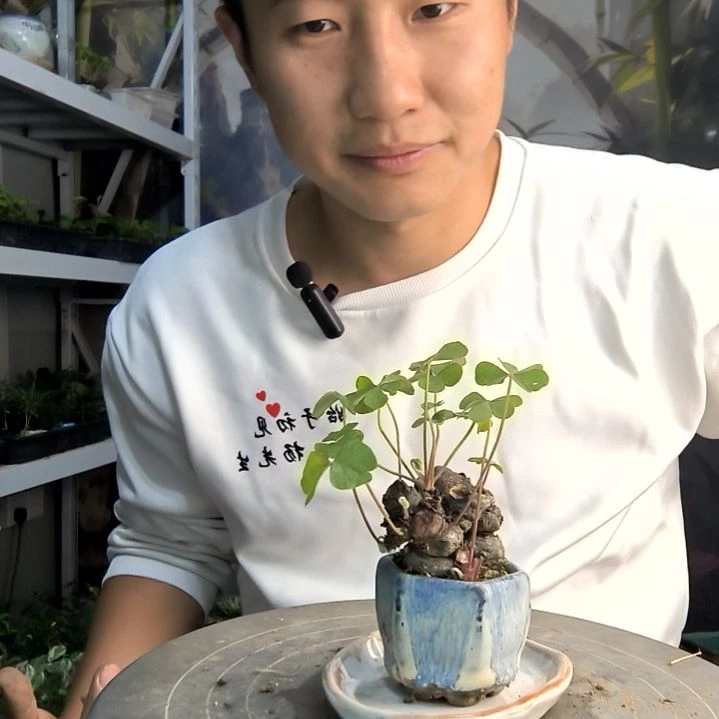 光**月小盆景小植物一物一拍180