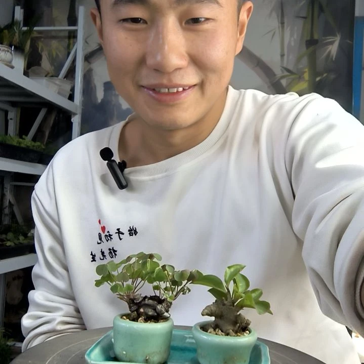 安****1小盆景小植物一物一拍85