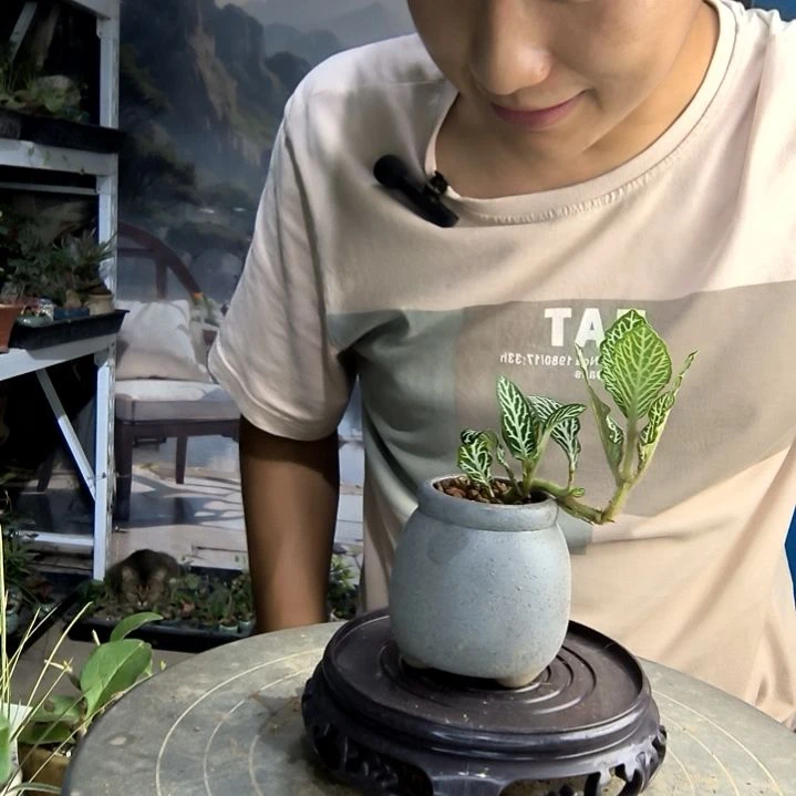 一***子小盆景小植物一物一拍15