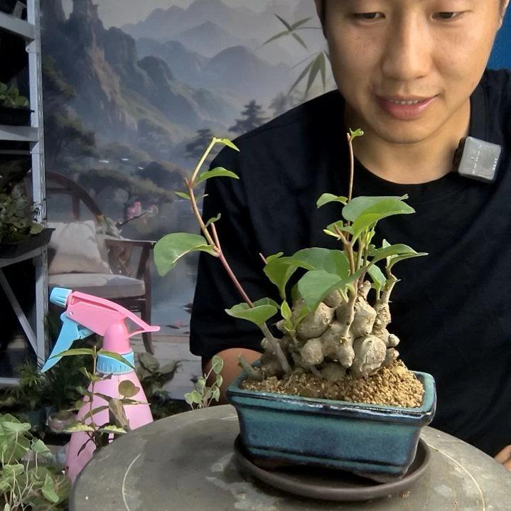 浩*小盆景小植物一物一拍107