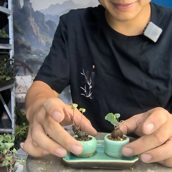 H*M小盆景小植物一物一拍87