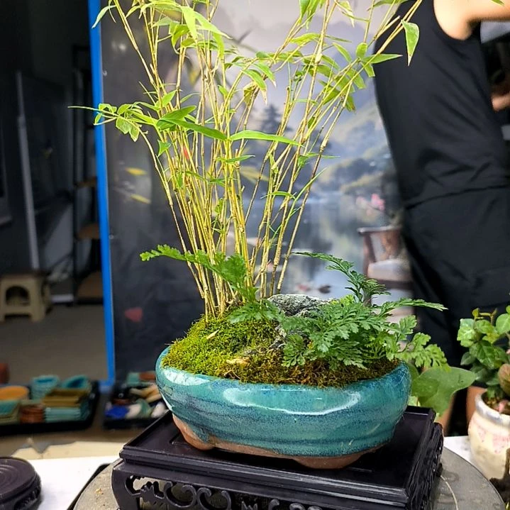 冷***。小植物小盆景一物一拍19