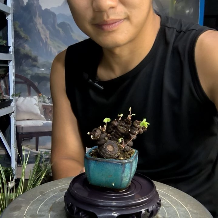 快*小盆景小植物一物一拍79