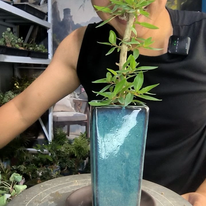 执*念小盆景小植物一物一拍27