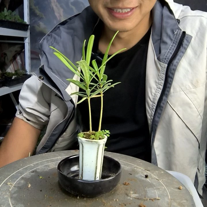 嵩****吧小盆景小植物一物一拍125