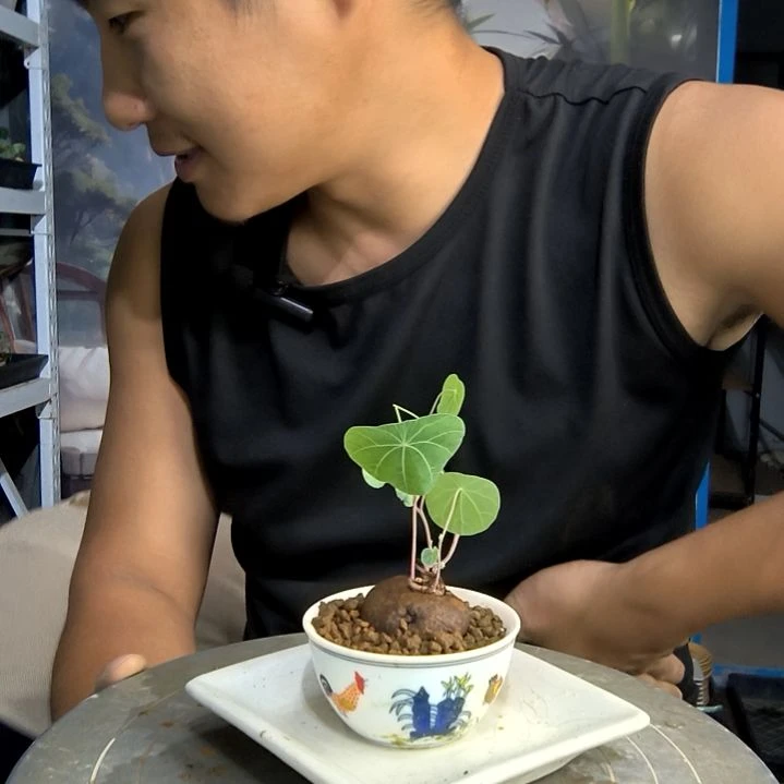 毛*小盆景小植物一物一拍171