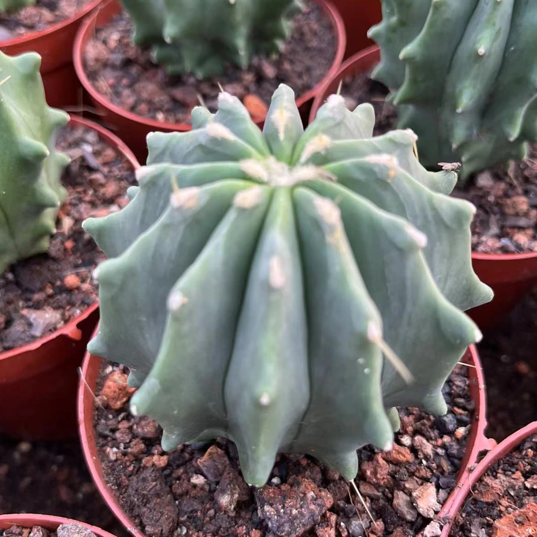 无刺王冠龙开花仙人球新款小黄花高档办公室内多肉植物无刺仙人球