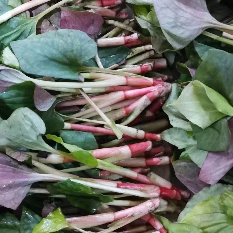 【鱼腥草叶子】嫩叶子贵州特产新鲜蔬菜凉拌下饭菜现摘现发当季