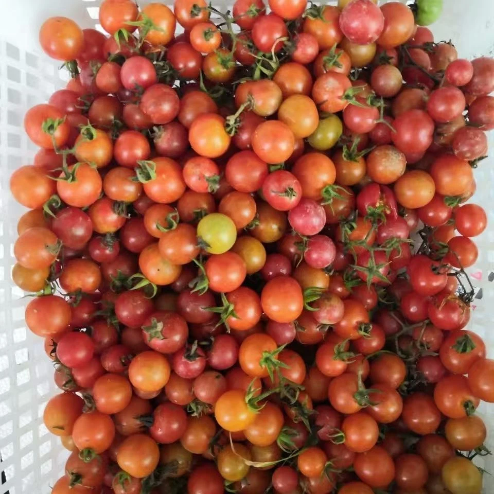 现摘贵州高山西红柿小番茄新鲜毛辣果孕妇蔬菜酸汤原料