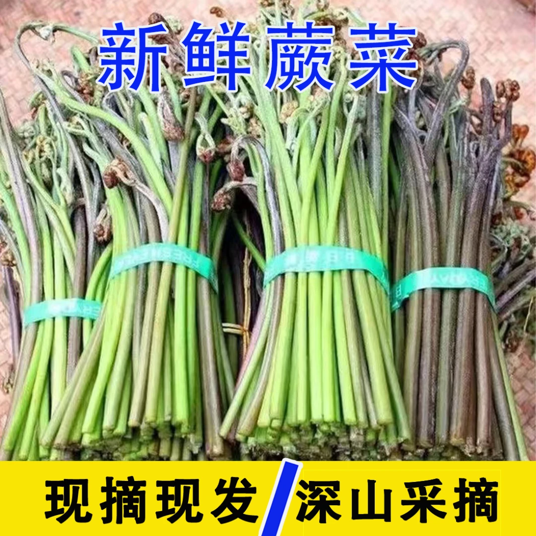现货今年当季凉拌炒吃山野菜贵州新鲜农产地直销蕨菜下饭开胃菜