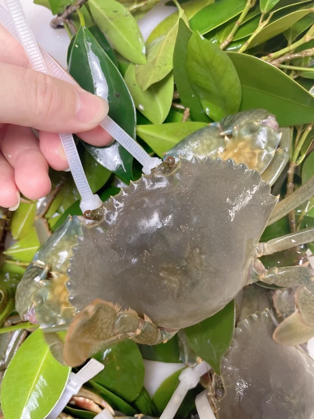 东山岛青蟹 公蟹 腌仔蟹  3-4两 顺丰发货