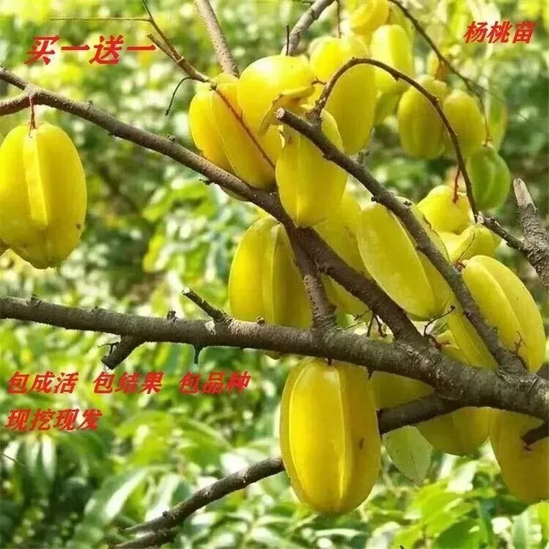 【买一送一】杨桃树苗四季嫁接甜杨桃果树苗南方种植当年结果苗