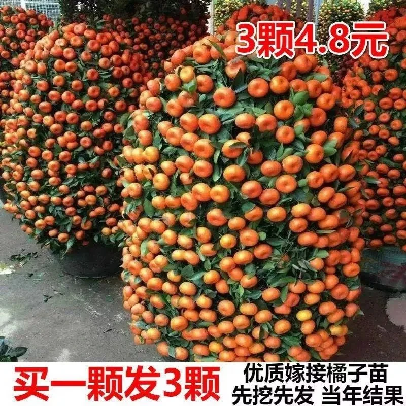 嫁接桔子树苗沙糖橘子苗金桔南方北方种植地栽盆栽果树苗当年结果