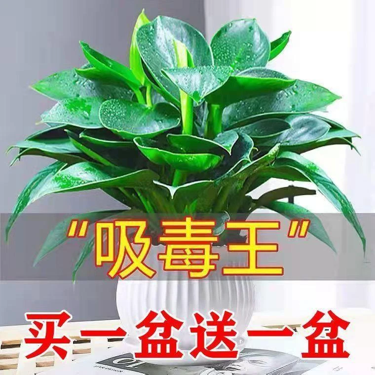 【吸甲醛】大叶金钻盆栽室内好养植物办公室客厅四季常绿净化空气