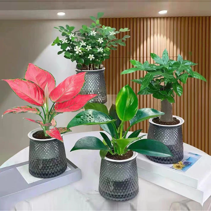 【拍一发四】水培绿植物四件套室内净化空气发财树吉利红金钻九里香
