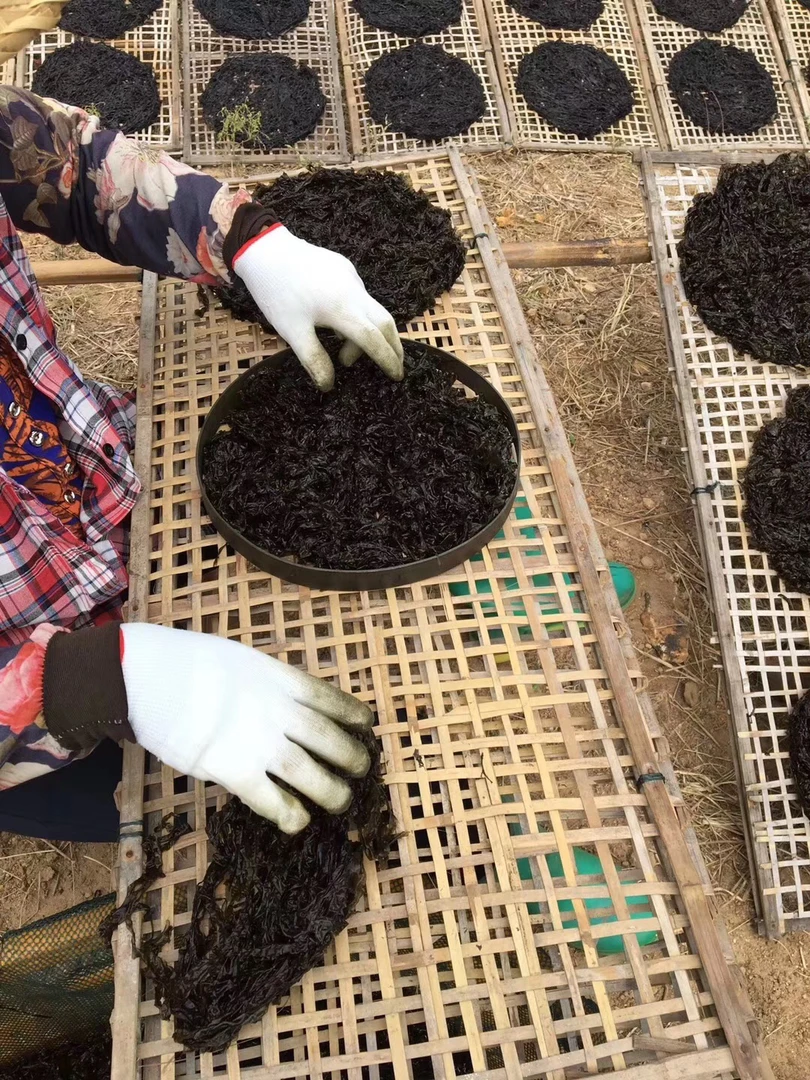 紫菜汕尾本港5A自然生长紫菜幼嫩无沙香脆爽口可直接食用