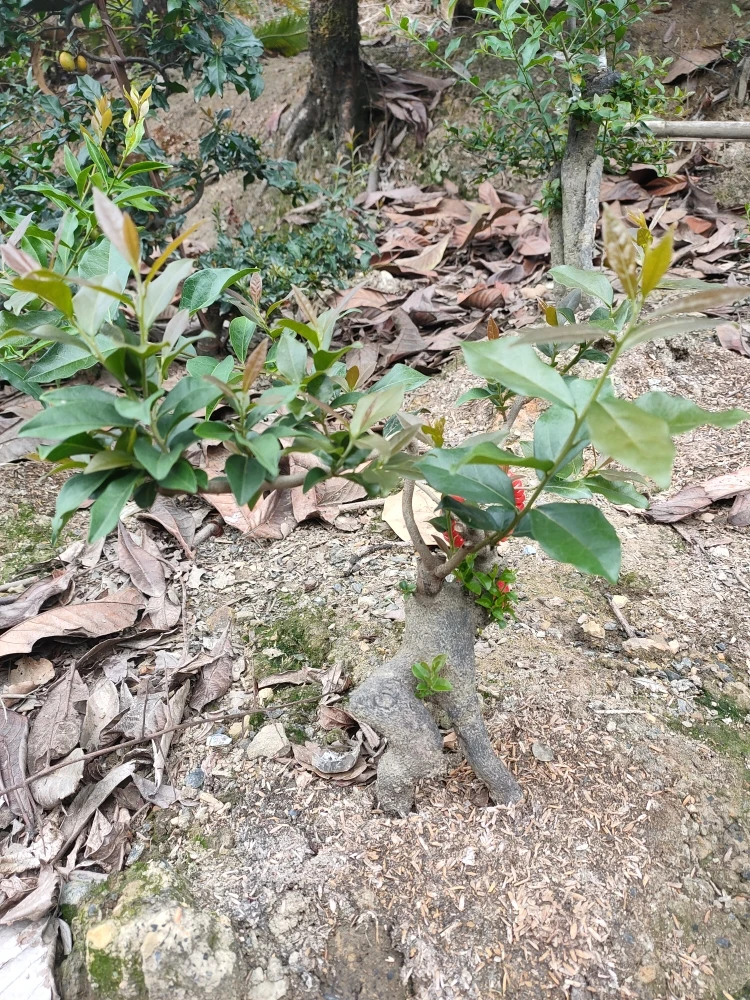 金弹子盆景家庭园林盆栽