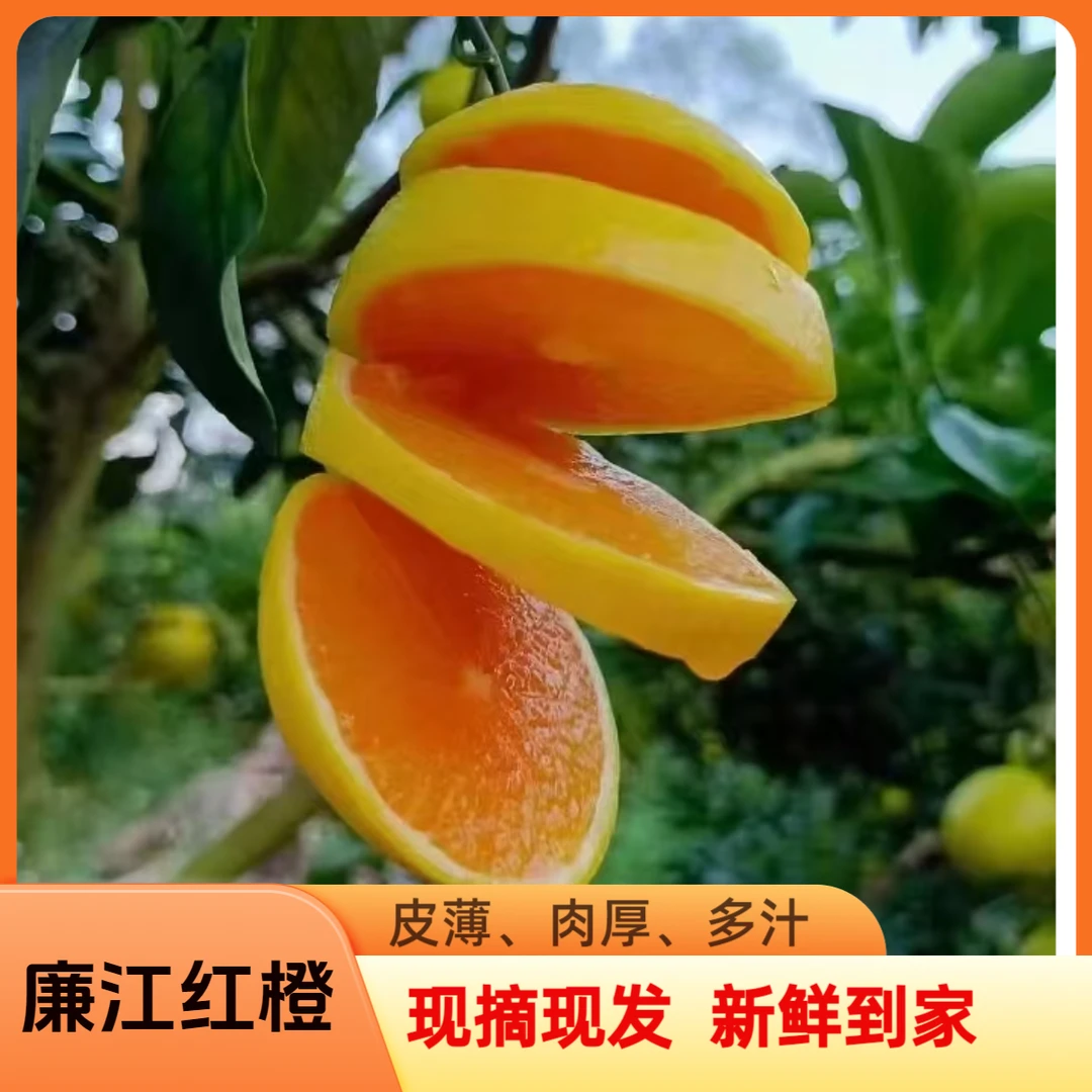廉江特产正宗红橙   皮薄多汁 肉厚 新鲜采摘果园直发10斤包邮