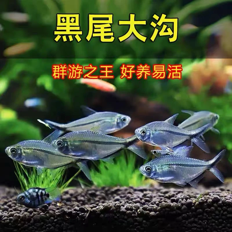 黑尾大勾群游鱼草缸小型观赏鱼冷水淡水鱼孔雀鱼扯旗灯科鱼小鱼