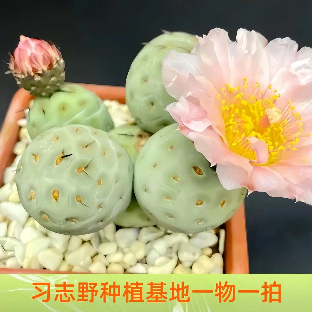 （实生根13头以上高端）习志野实生根嫁接多头群生仙人球一物一拍