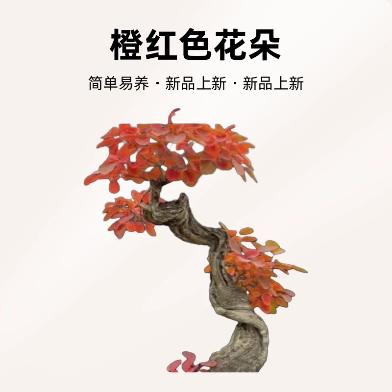 黄栌、榔榆盆景生桩素材,直播间一物一拍,私拍随机发货。