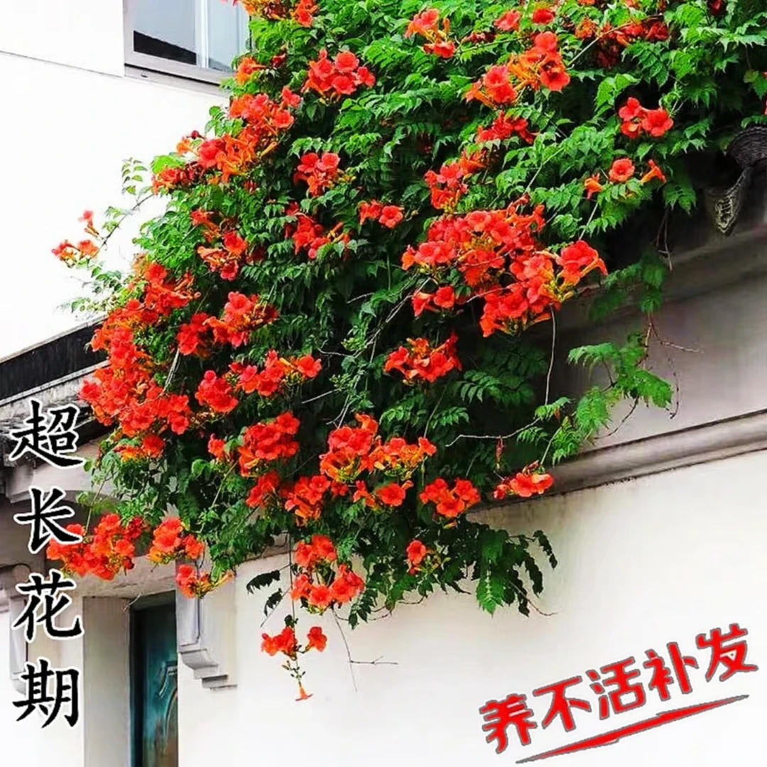 凌霄花卉爬藤耐寒耐热植物庭院地栽盆栽花量大花期长园艺网红植物