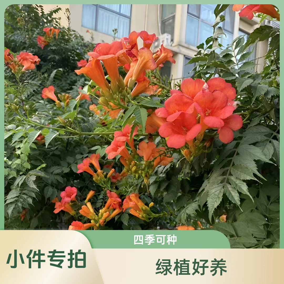 凌霄花苗大花爬藤植物庭院阳台绿化盆栽攀援花卉凌霄花网红植物