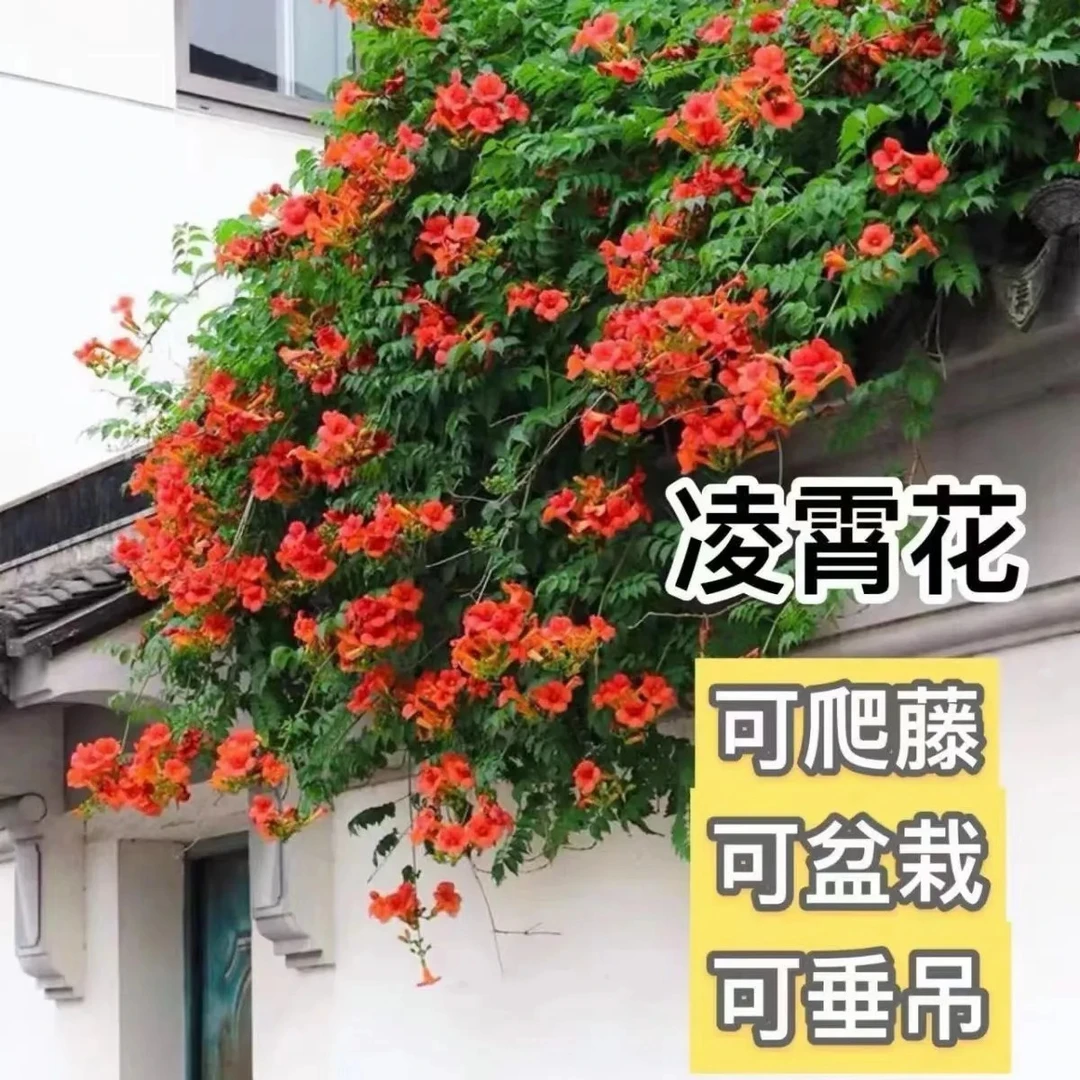 凌霄花爬藤植物遮阴植物耐寒耐旱大花朵中华倒挂网红植物