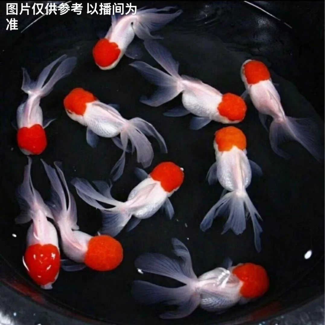 冷水观赏鱼混搭10-13cm