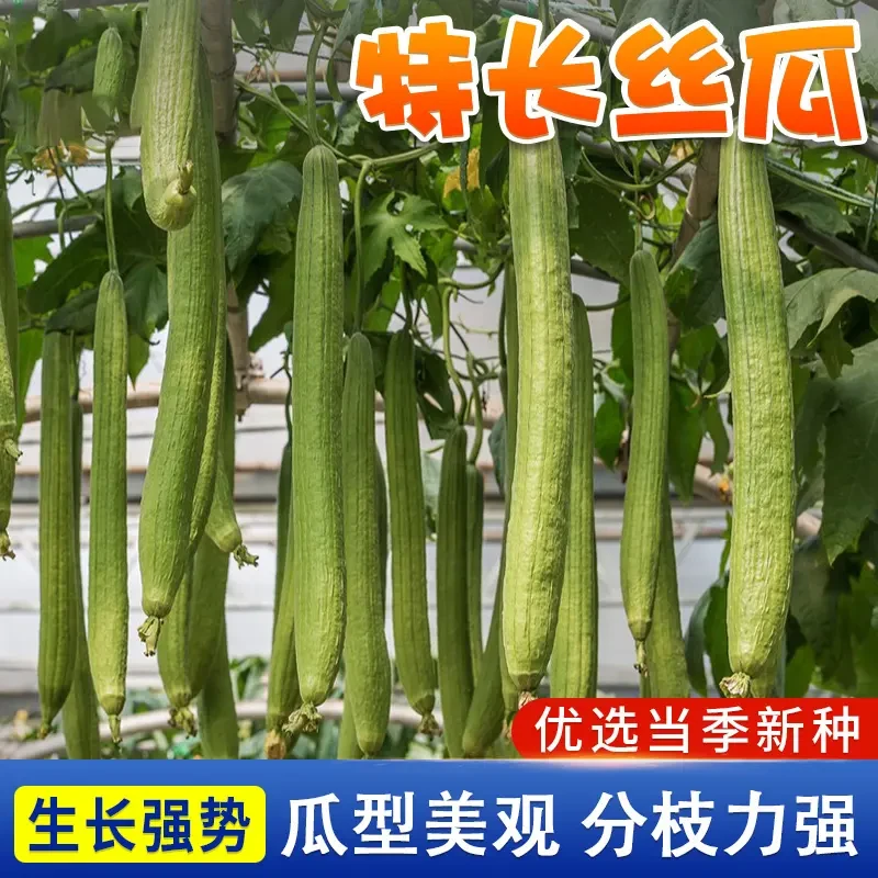 特长丝瓜种子四季丝瓜肉丝瓜籽早熟种籽阳台小院蔬菜庭院盆栽种植