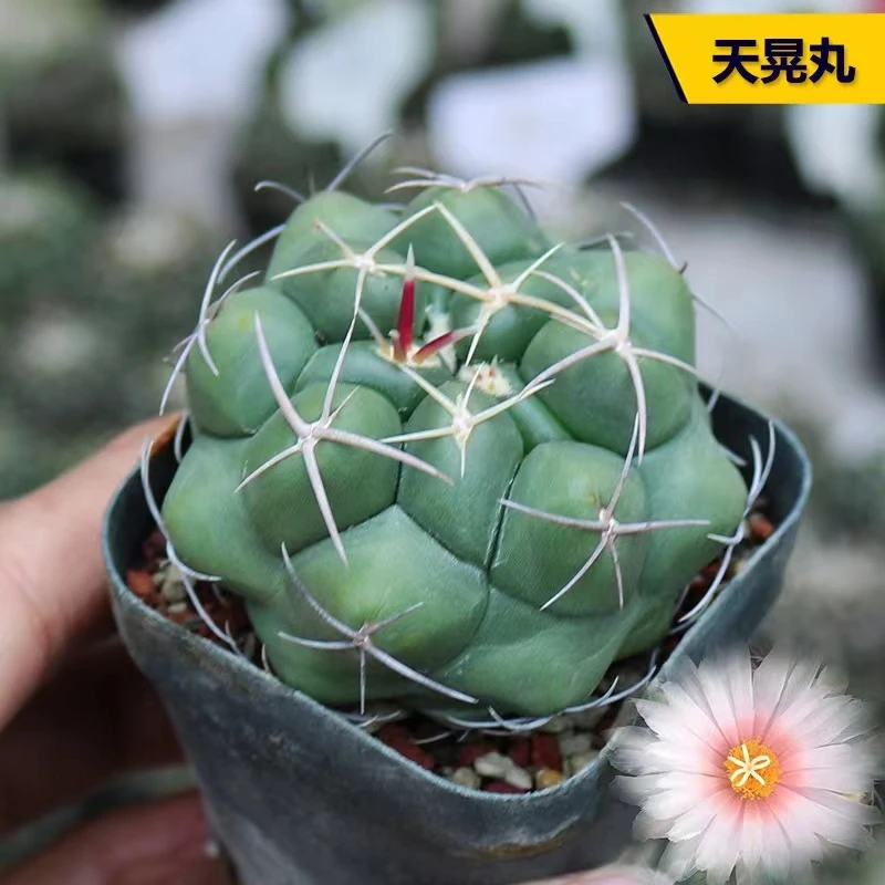 天晃白色花仙人球