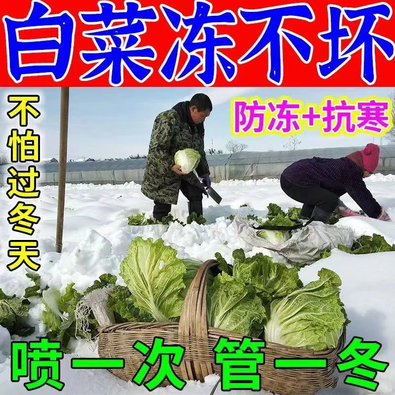 白菜防冻剂白菜病专用药叶面肥抗寒耐冻保产量防倒春寒植物防冻液