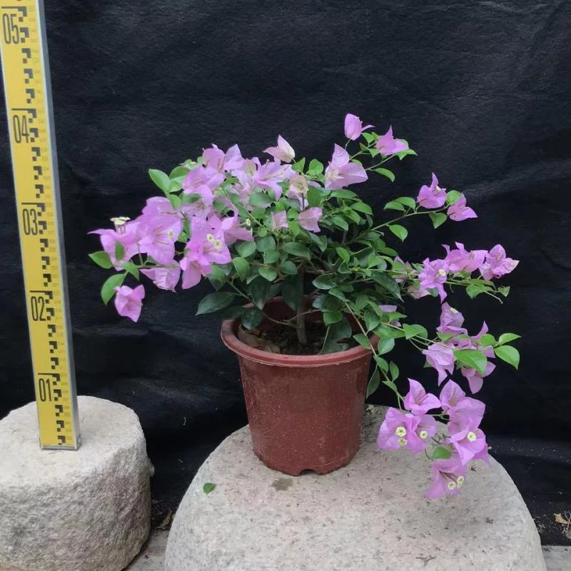 巴西紫色三角梅盆栽星花怒放