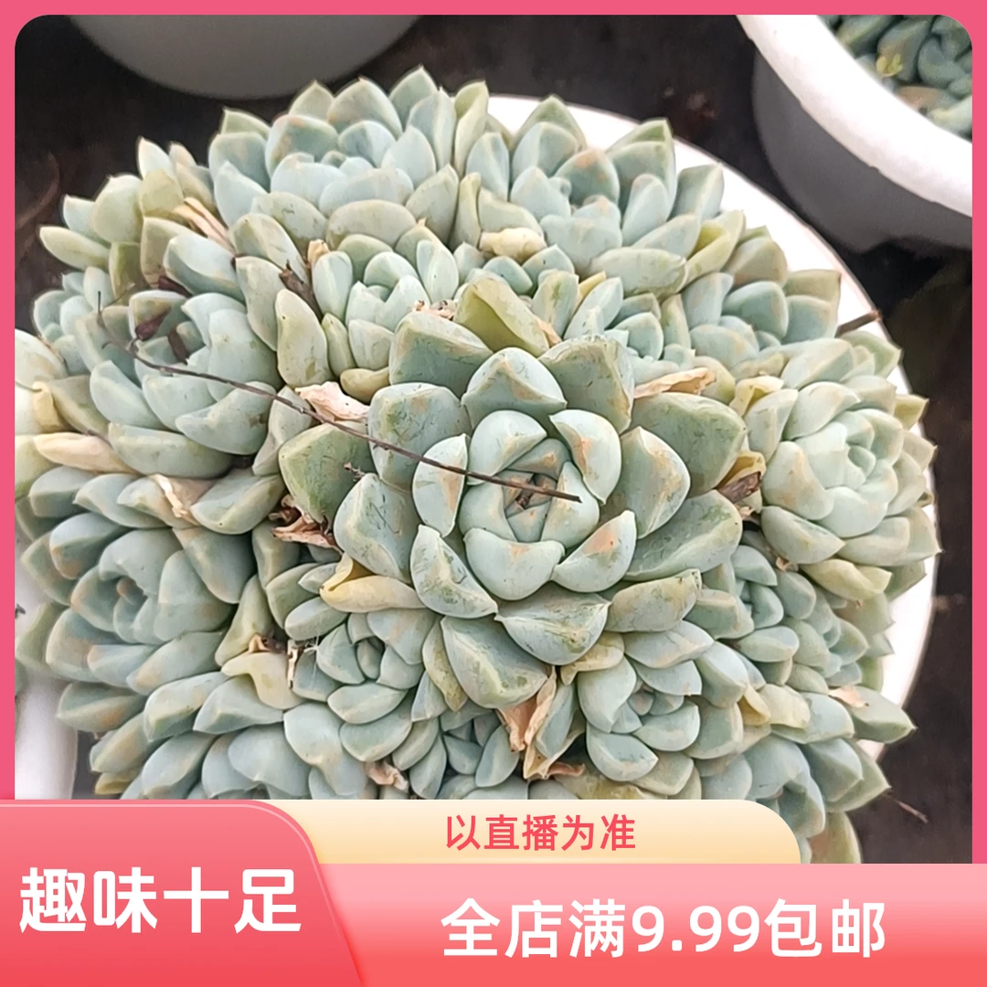 厚叶月影【3】盆不包整散/累计满9.99包邮/吹吹多肉老桩