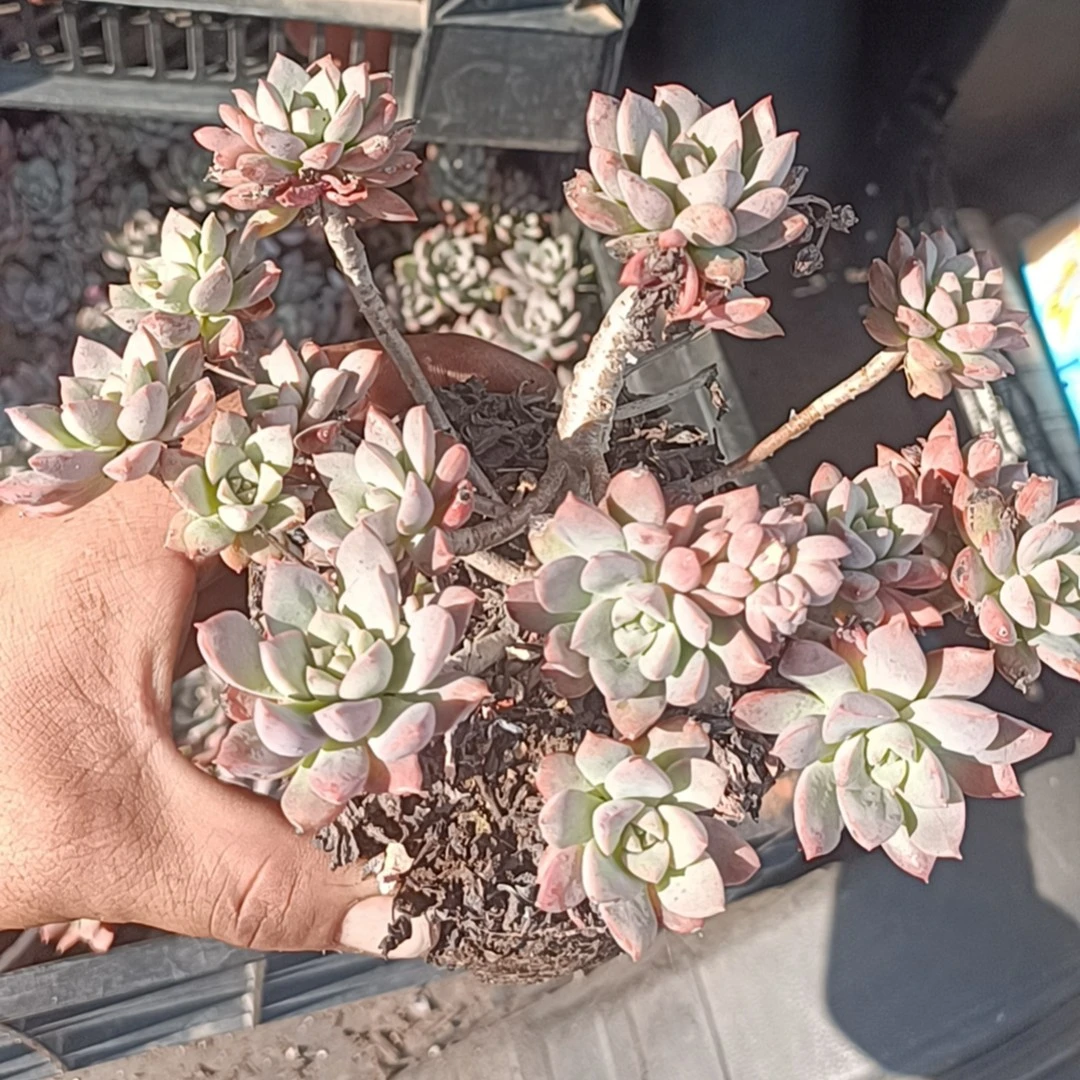 尾货紫卡(本店累计满9.99包邮）吹吹多肉养护多肉植物脱土