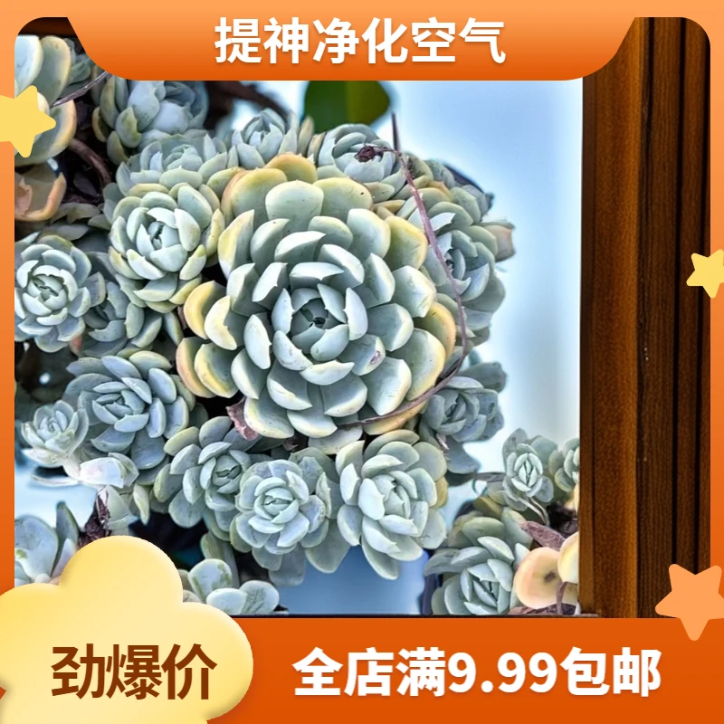 贝瑞【2】盆带盆(满9.99包邮) 吹吹多肉