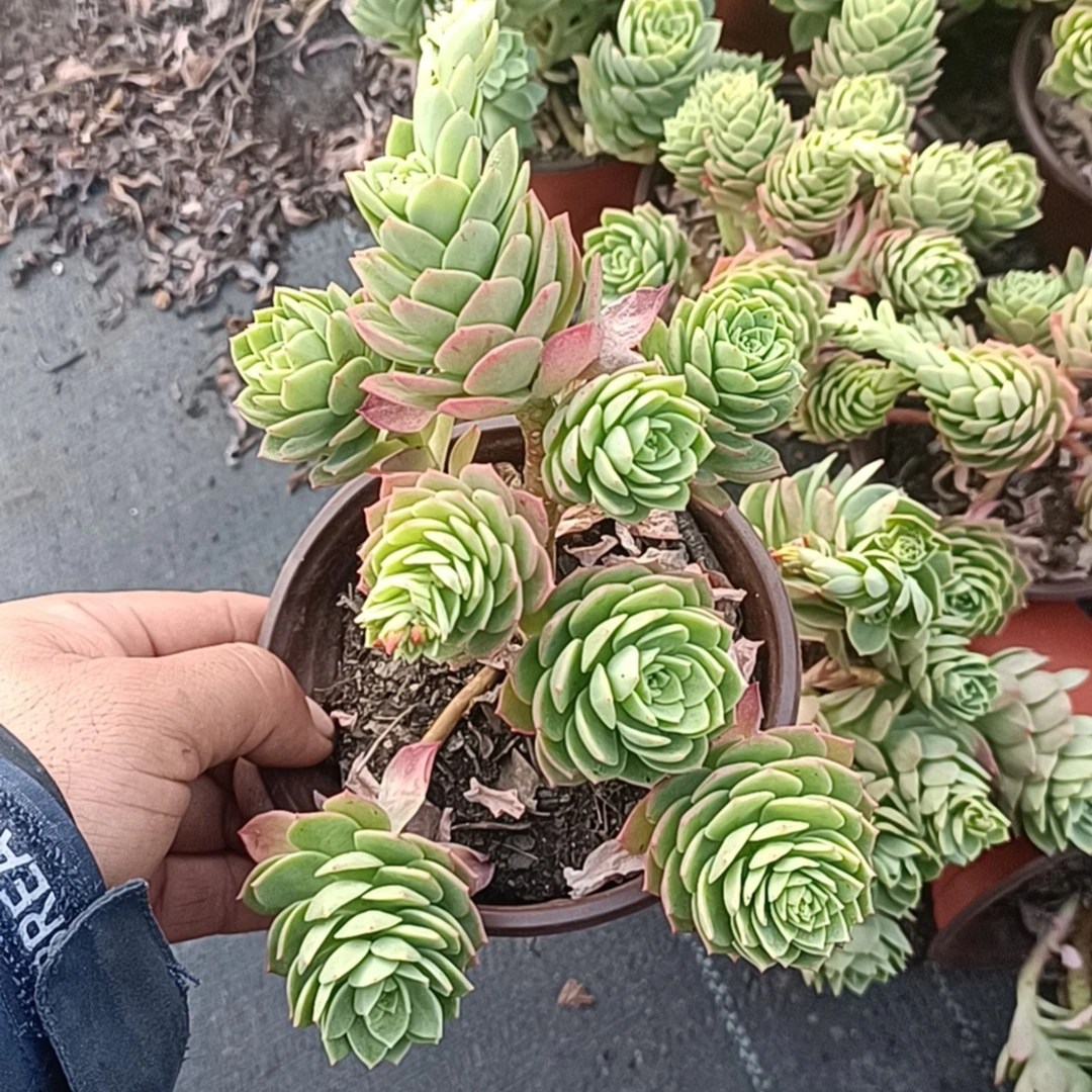 处理绿蔷薇【10】颗（本店累计满9.9包邮） 吹吹多肉多肉植物绿色