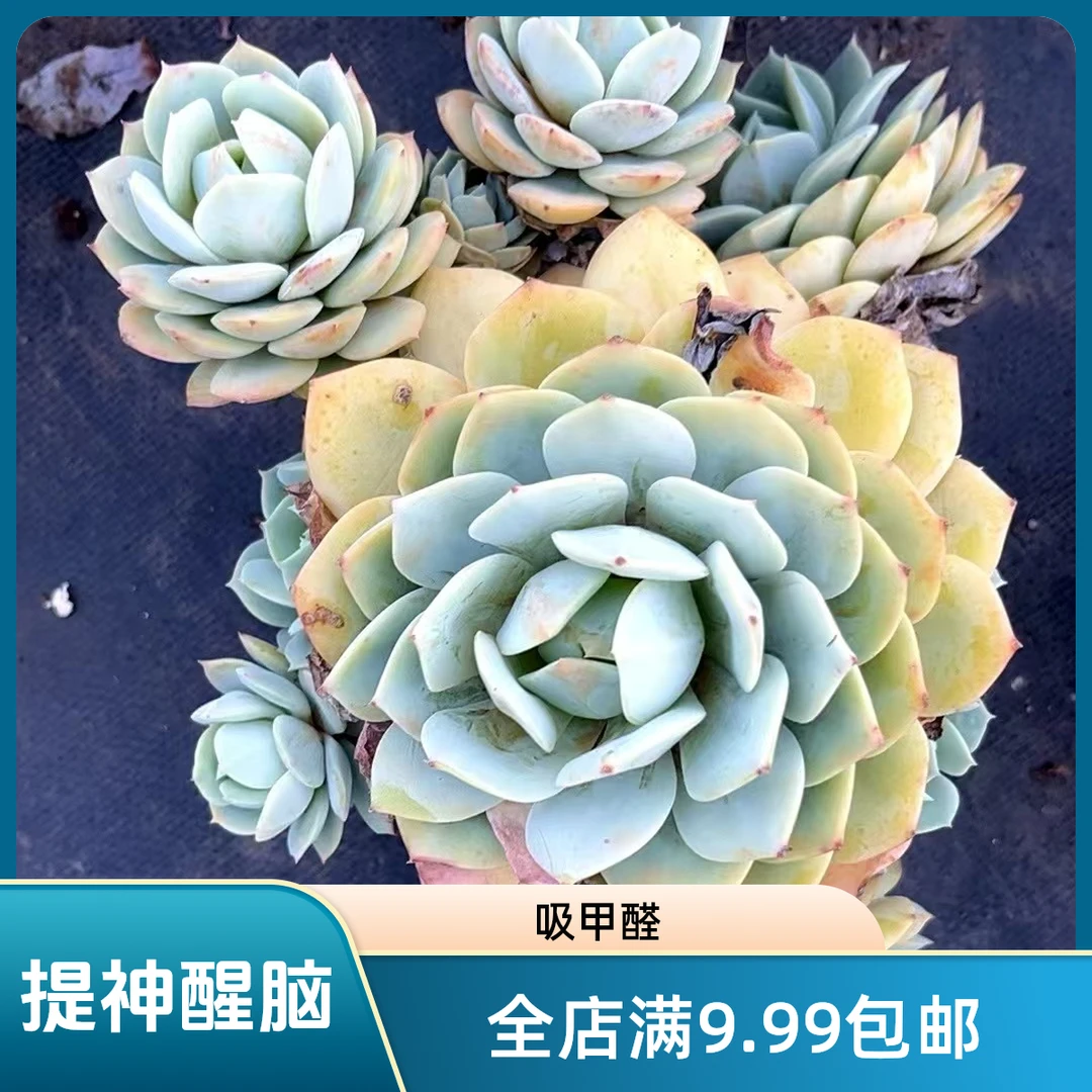 爆仔恋曲老桩20cm冠幅(满9.99包邮)吹吹多肉 植物空气净化栽种