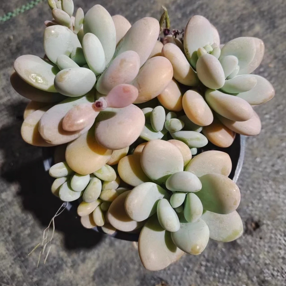 尾货小飘枝洛神【5】颗本店累计满9.99包邮吹吹多肉 多肉植物空气