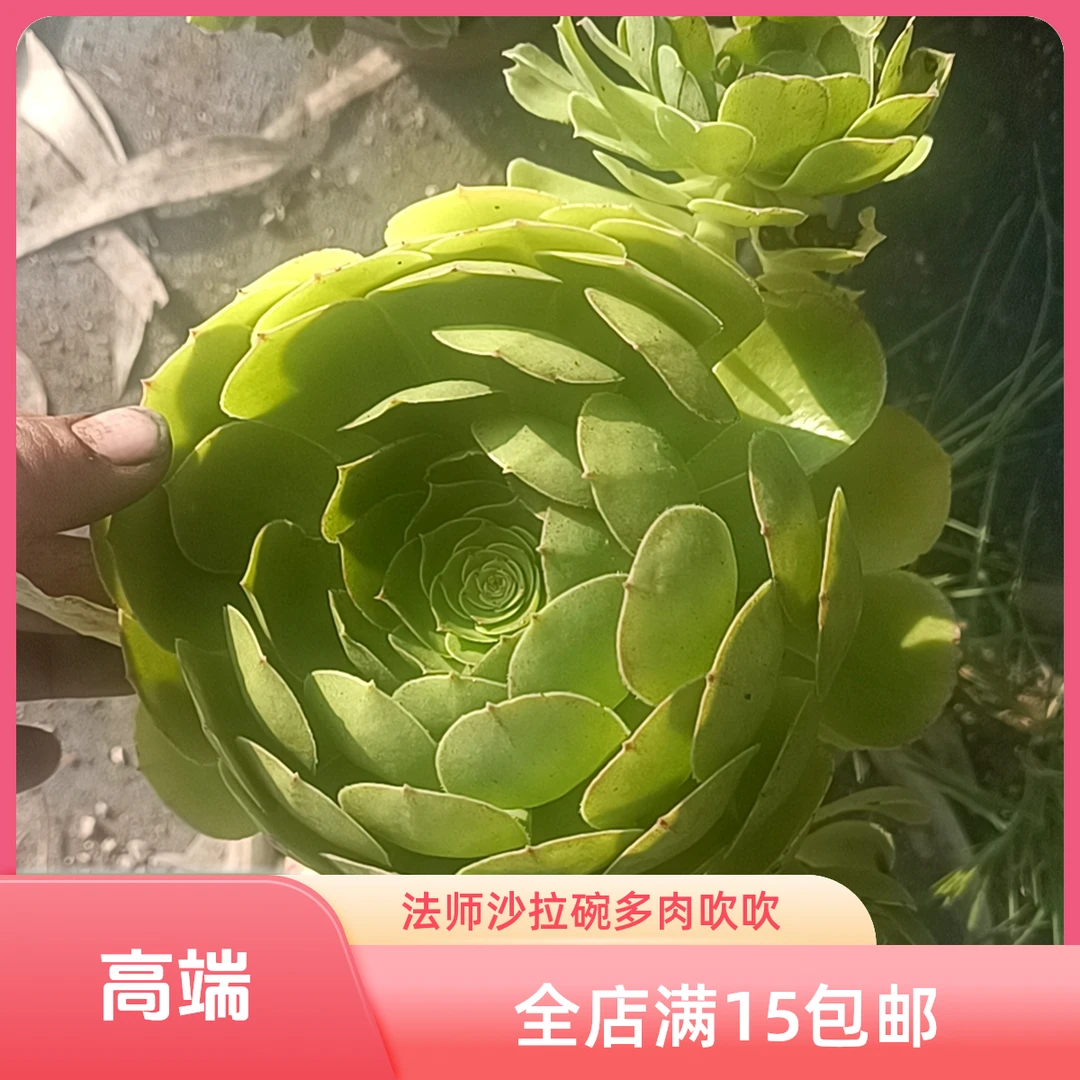 沙拉碗法师（累计满9.99包邮）吹吹多肉老桩多肉