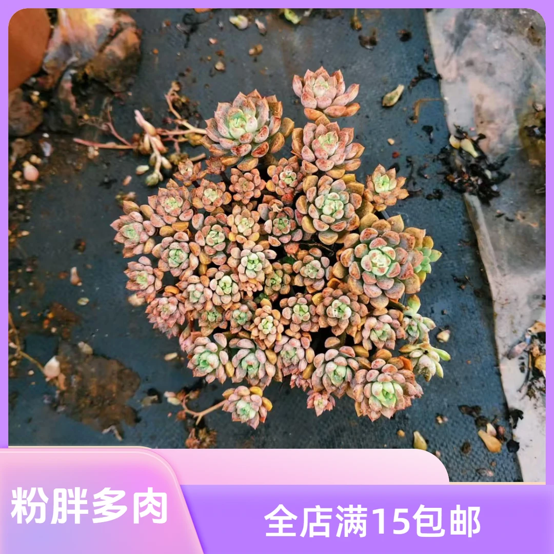粉布偶2颗/吹吹多肉多肉植物老桩