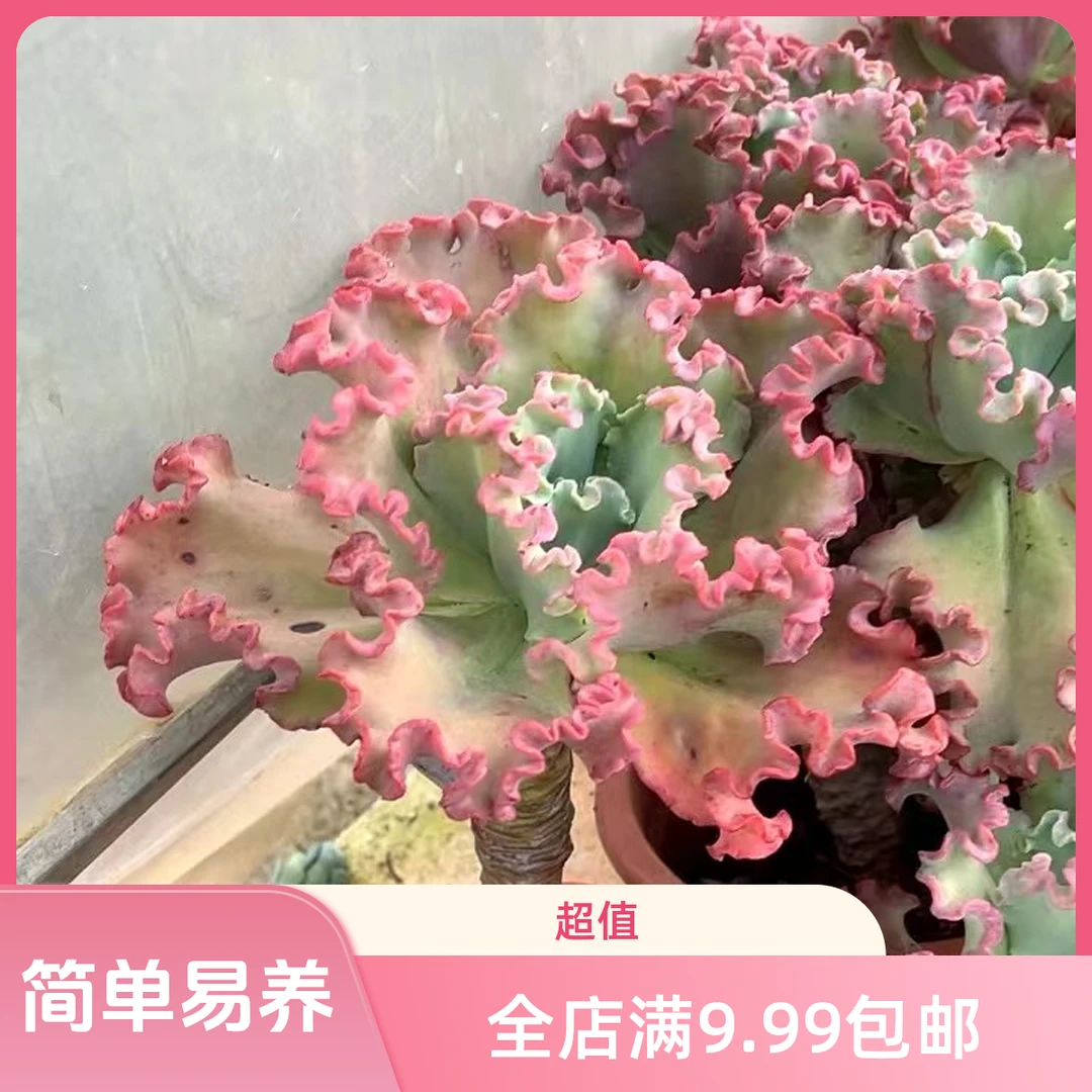 女王花笠/老桩多肉（满9.99包邮）吹吹多肉多肉植物
