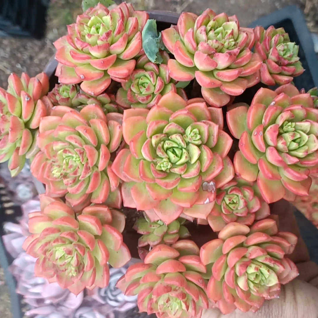 蒂亚/本店累计拍满9.99包邮/吹吹多肉