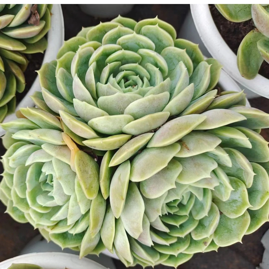 群生昂斯洛【5】盆(本店累计满9.9包邮)吹吹多肉植物绿色栽种耐寒