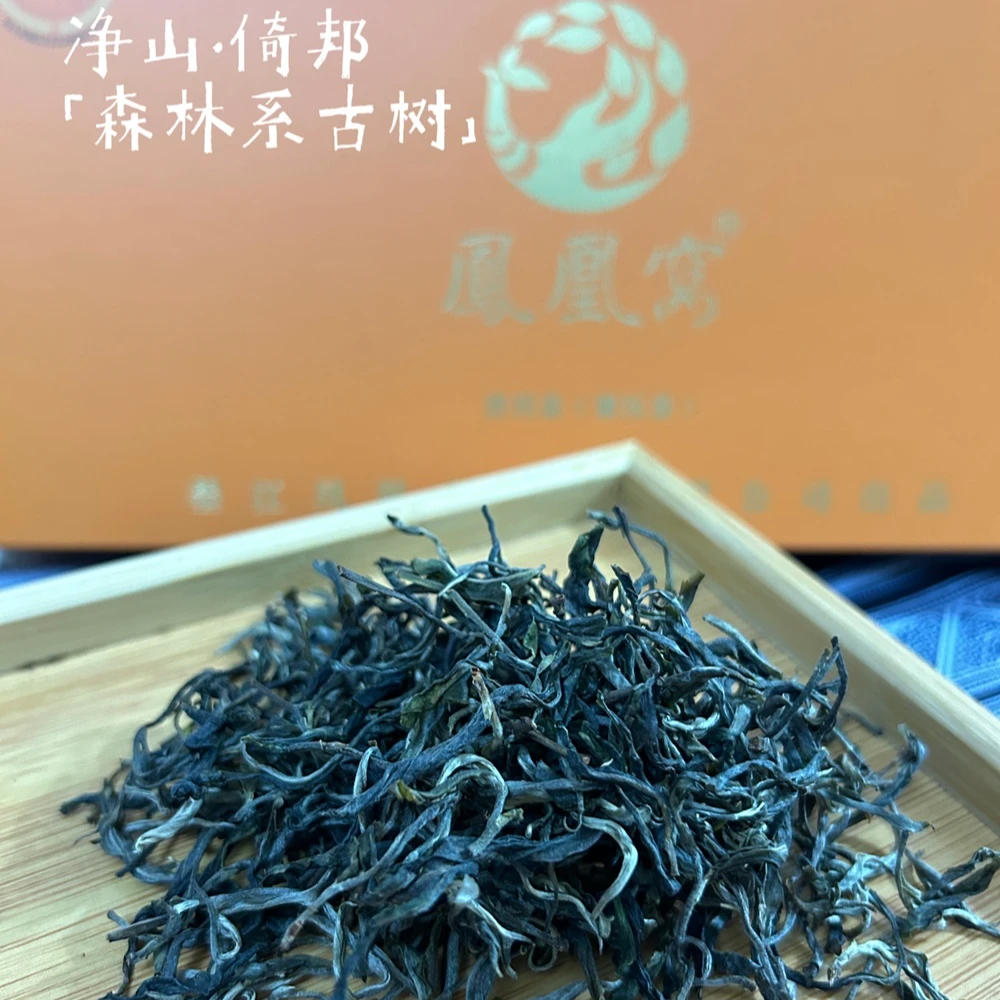 凤凰窝2024 净山系列 倚邦森林（古树）普洱生茶散料