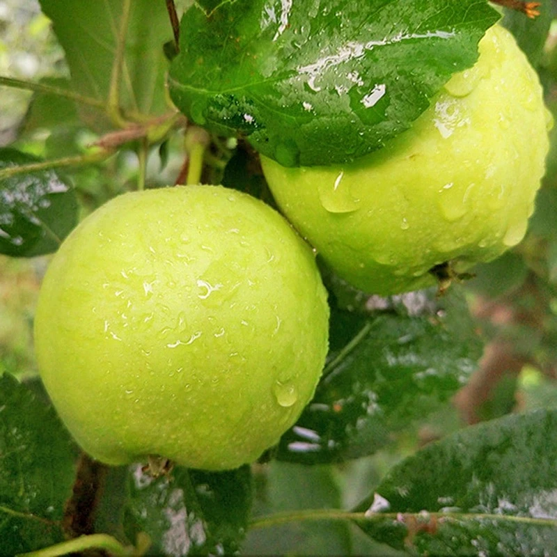 正宗早熟富士苹果爽口产地直发酸甜爽口现摘现发5斤好吃儿时味道