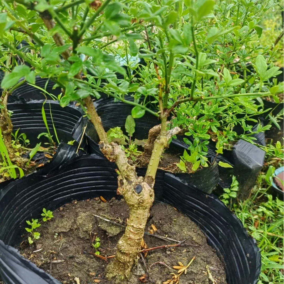 精品迎春花可以地栽，可以盆栽。南方北方都好养的一种花卉。