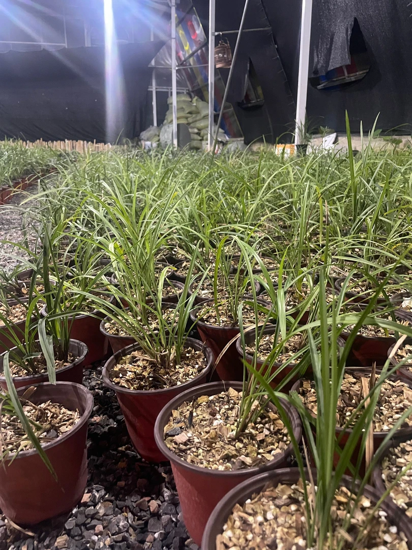 贵州遵义春兰朵朵香