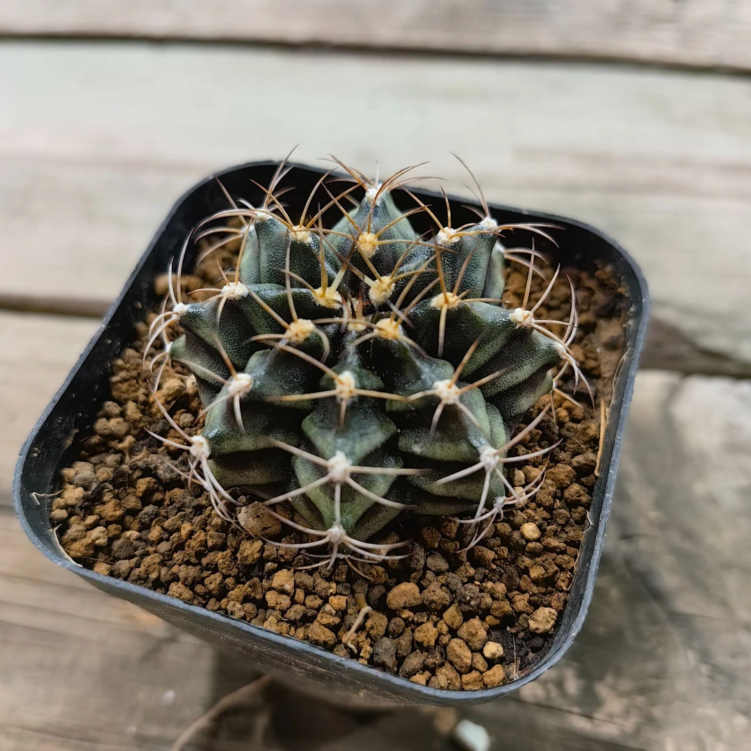 绯牡丹仙人球1.99